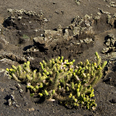 Parque National Timanfaya